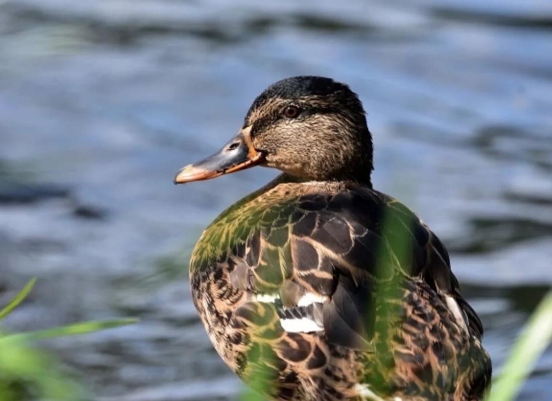 В Саратовской области стартовала охота на водоплавающую дичь